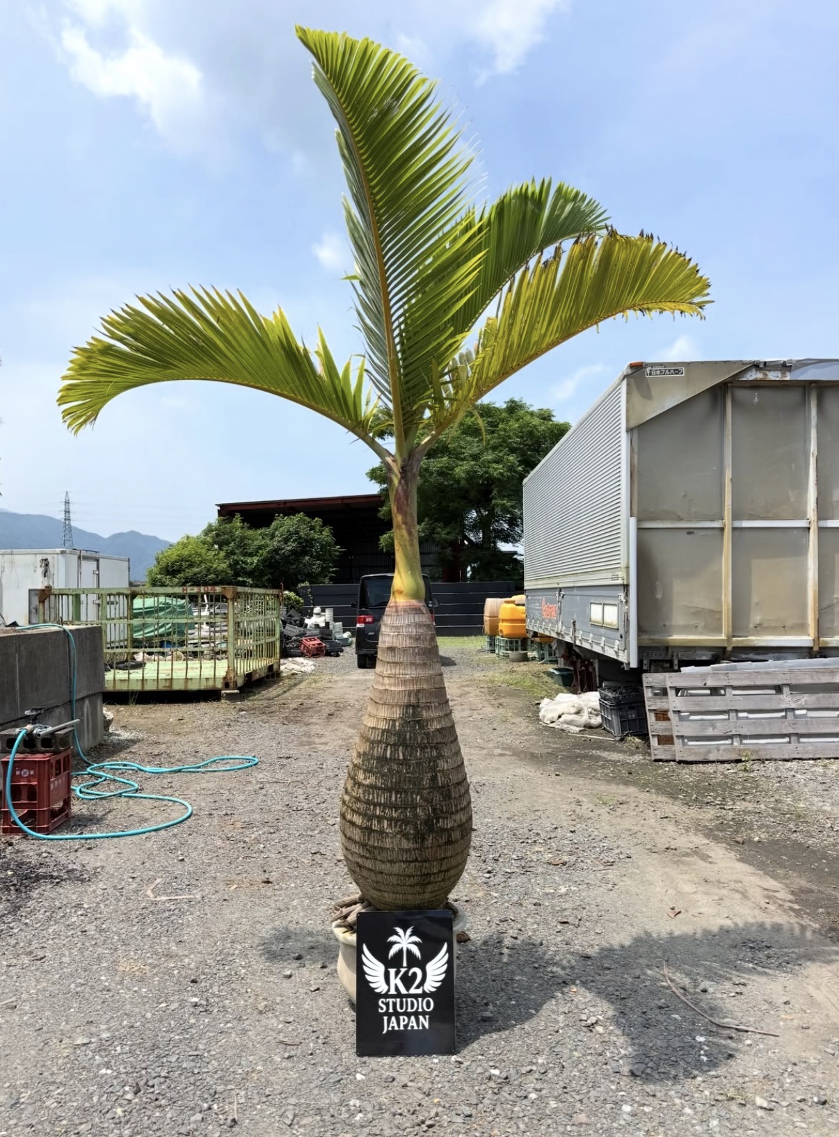 トックリヤシ(Hyophorbe lagenicaulis)