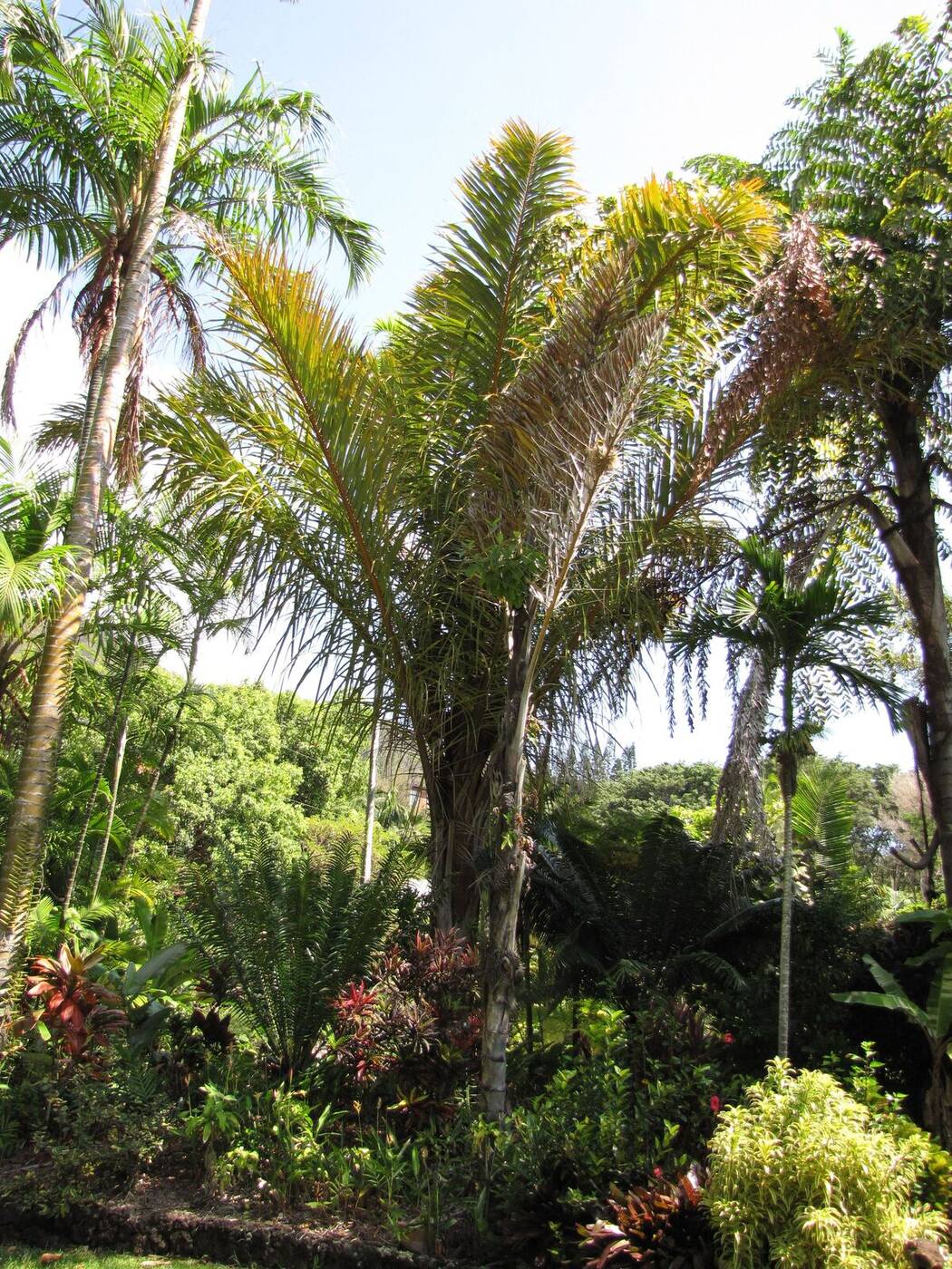 外構工事に合わせた南国植物の植栽
