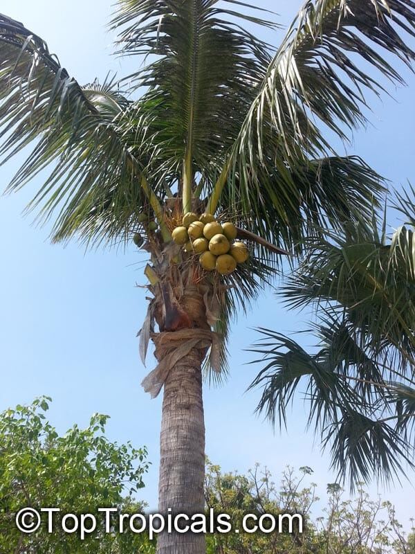 南国リゾートを思わせるココスヤシの大木