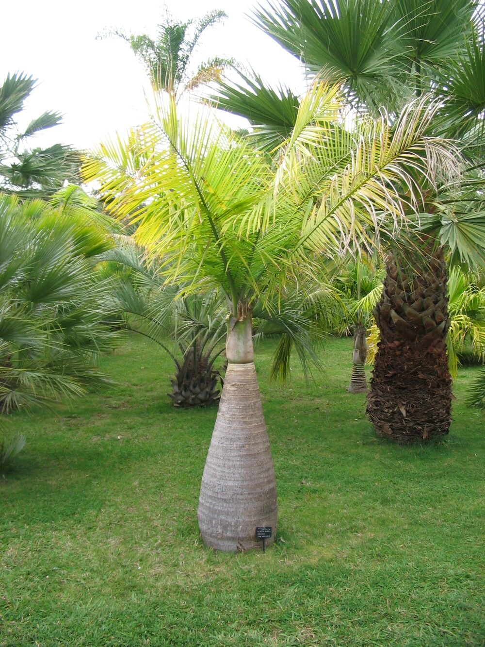 トックリヤシ(Hyophorbe lagenicaulis)