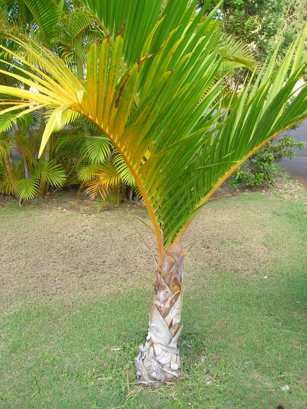 トックリヤシモドキ(Hyophorbe verschaffeltii)